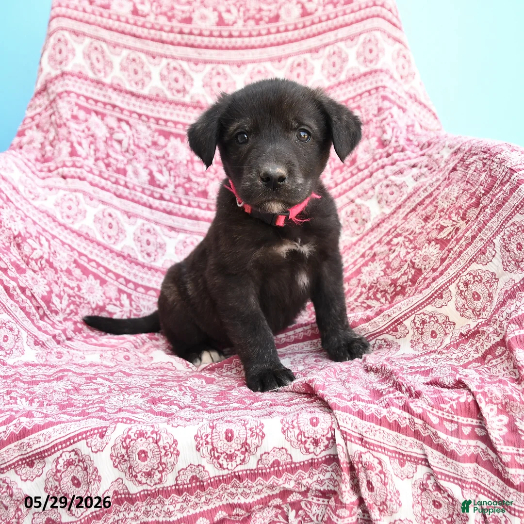 Mixed Breed dogs for sale: Howard - Ad 1