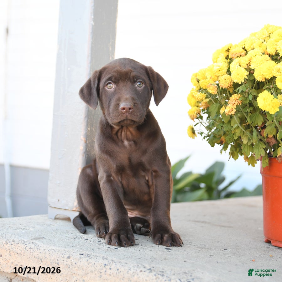 Labrador Retriever dogs for sale: Lexi  - Ad 1