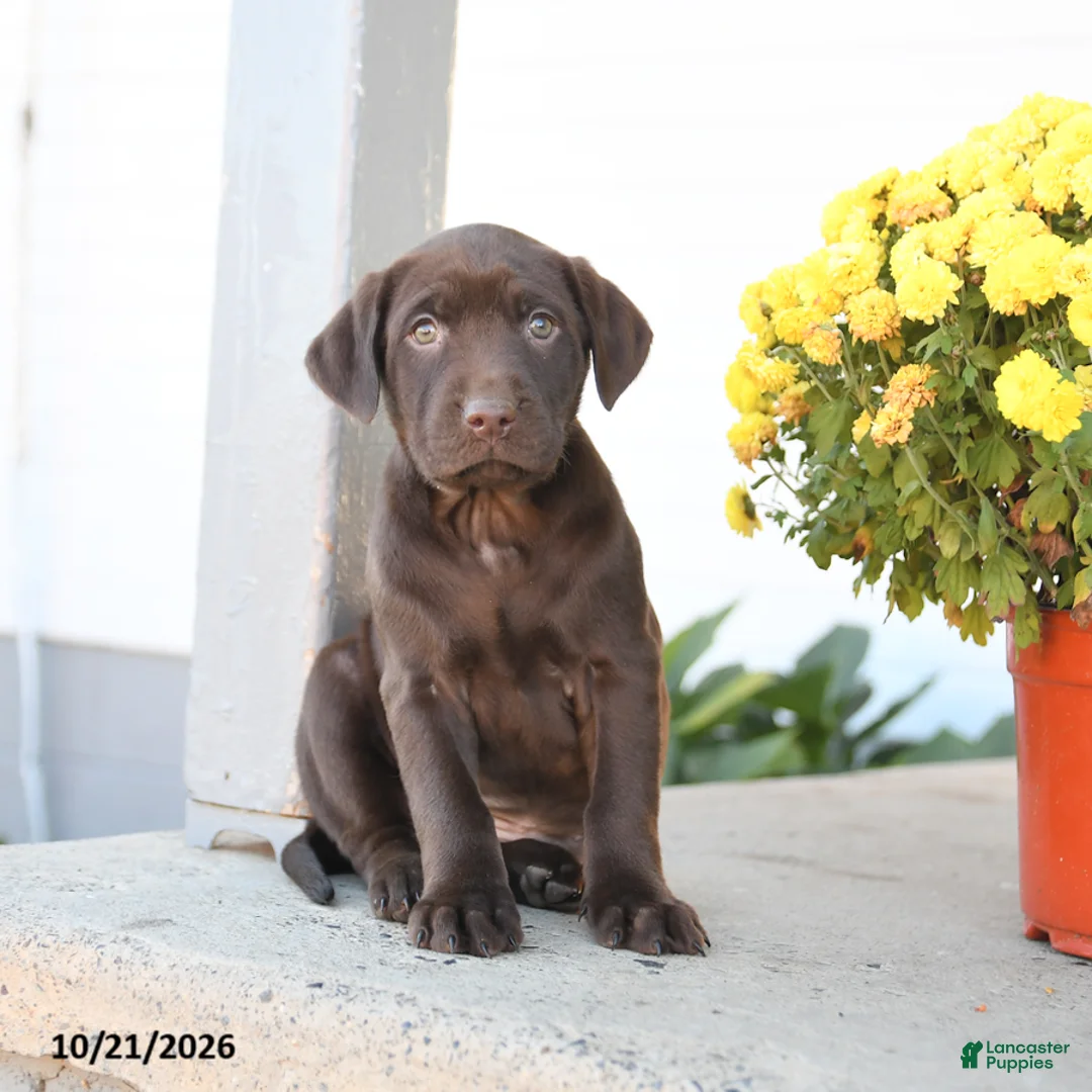 Labrador Retriever dogs for sale: Lexi  - Ad 1