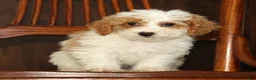Miniature Poodle dogs for sale: Lilac - Ad 5