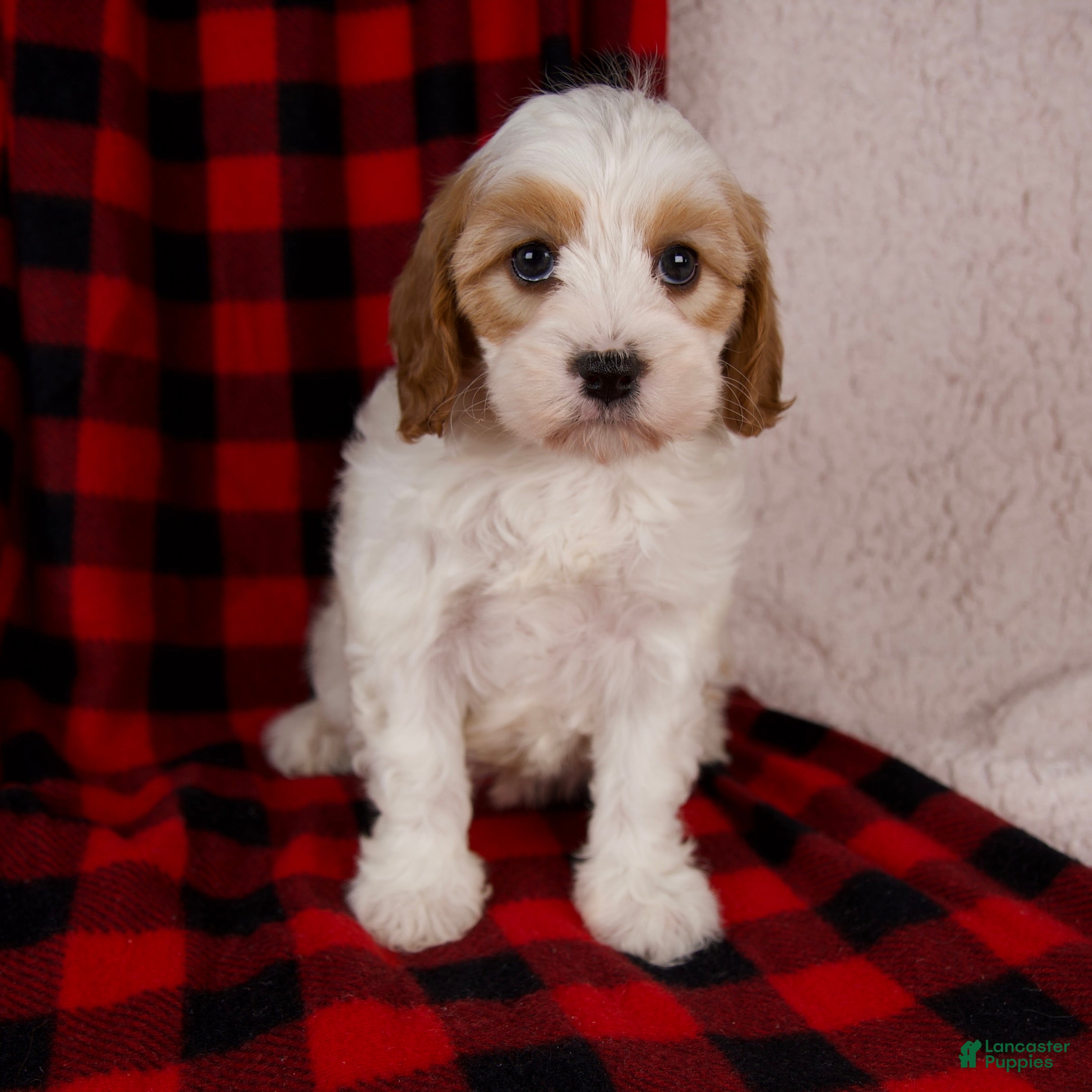 Cavapoo dogs Sara - Ad 24