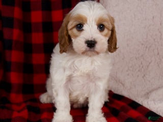 Cavapoo dogs Sara - Ad 23