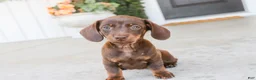 Dachshund dogs for sale: Espresso - Ad 8