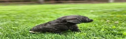 Labradoodle dogs for sale: Mr Blue/Green - Ad 5