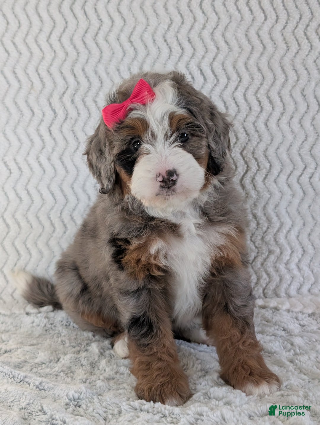 Mini Bernedoodle dogs for sale: Mini Sadie  - Ad 13