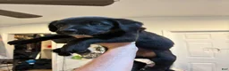 Labrador Retriever dogs for sale: Labrador Retriever 3 - Ad 4