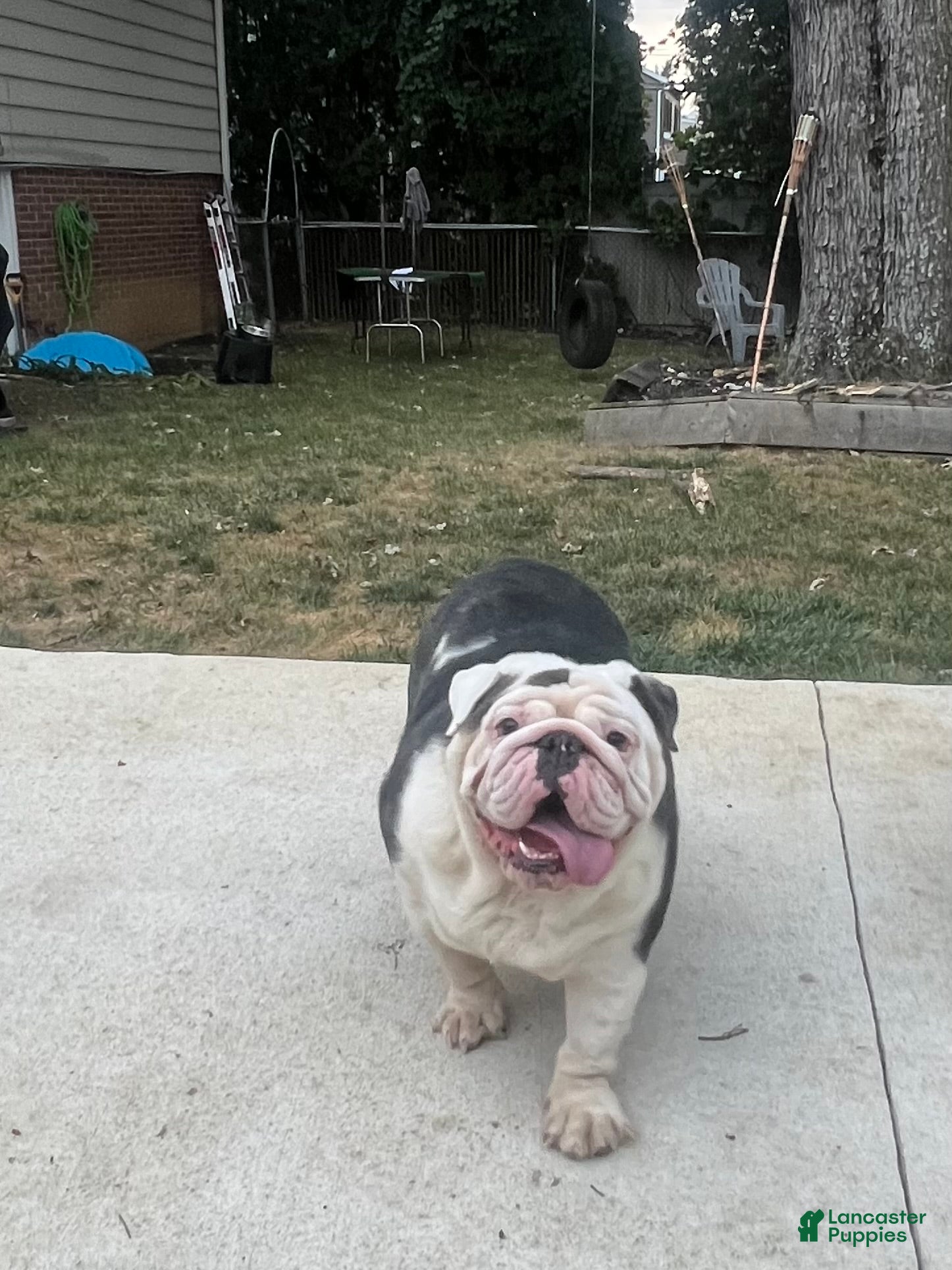 English Bulldog dogs Retired show female ready for pet home - Ad 1