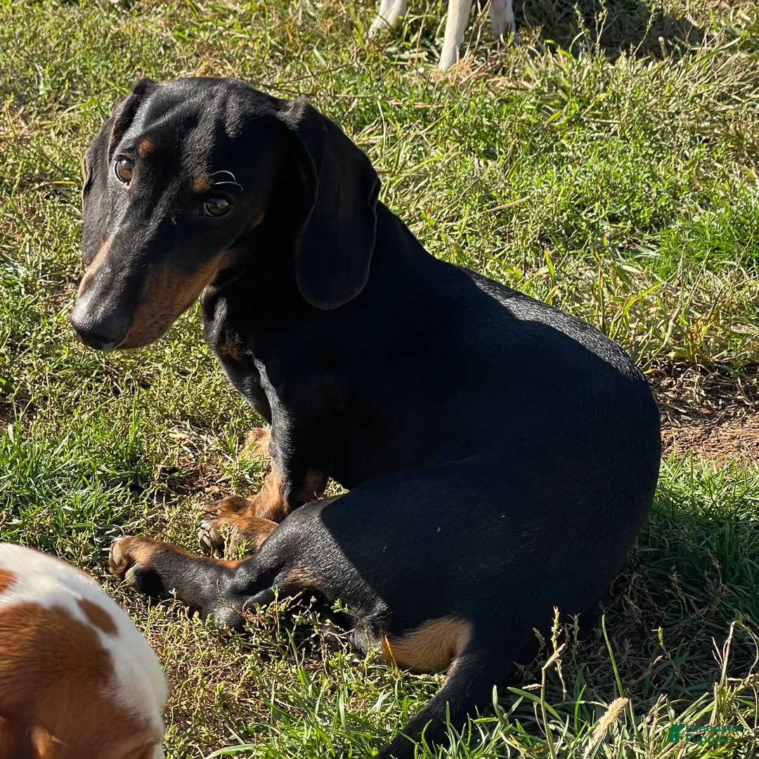 Dachshund dogs for sale: Baker - Ad 2