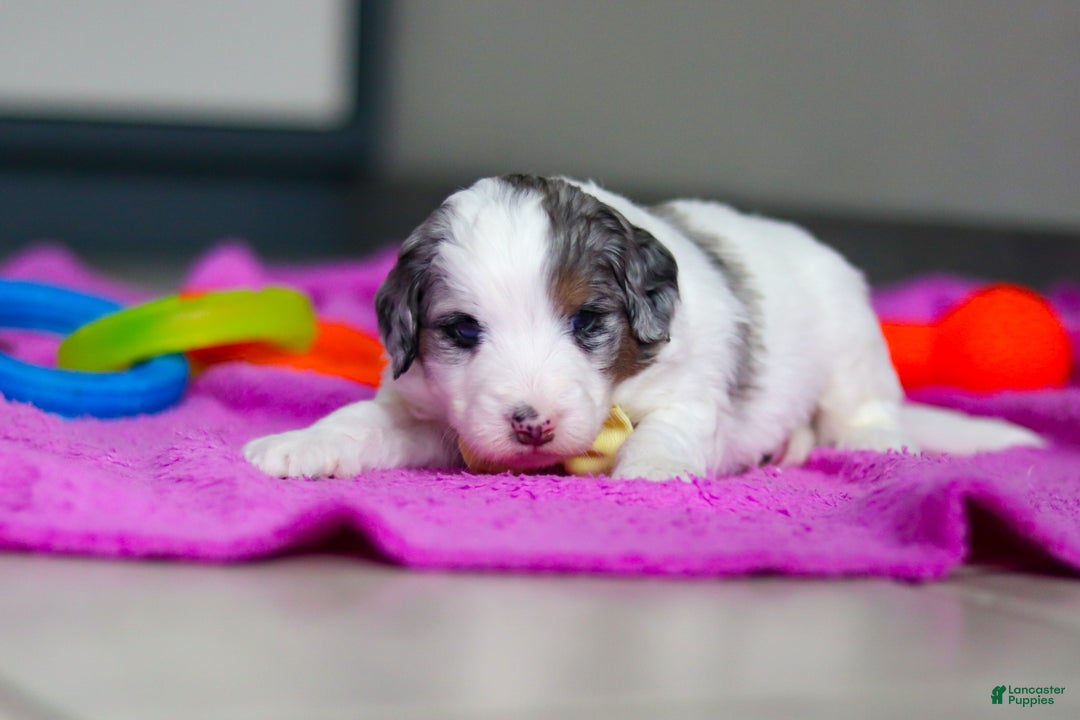 Mini Bernedoodle dogs for sale: Jesse - Ad 4