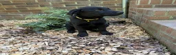 German Shepherd dogs for sale: Nova - Ad 3