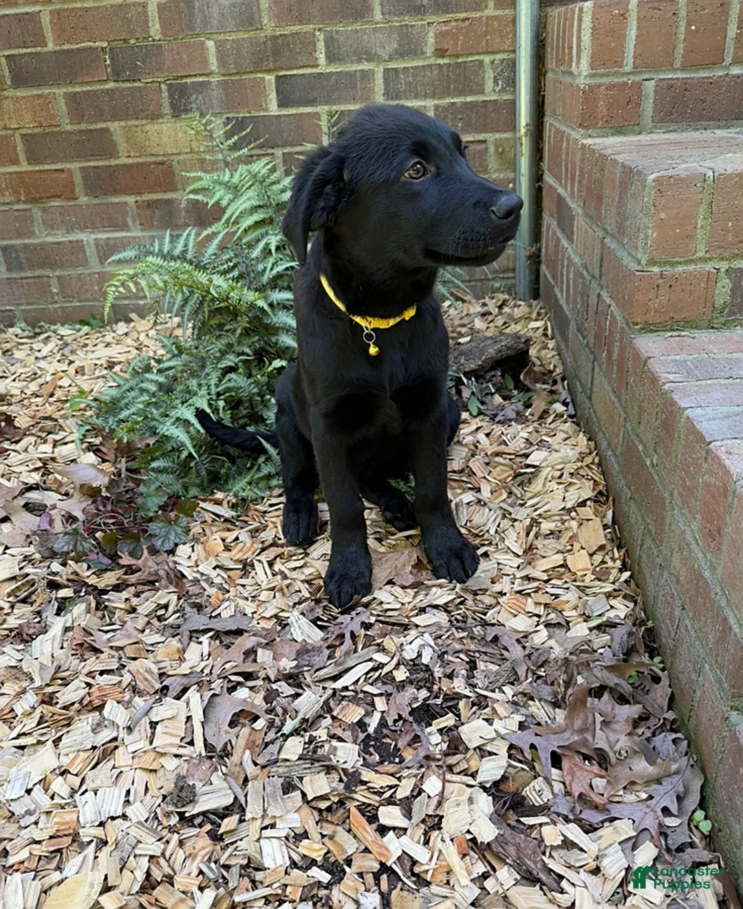 German Shepherd dogs for sale: Nova - Ad 3