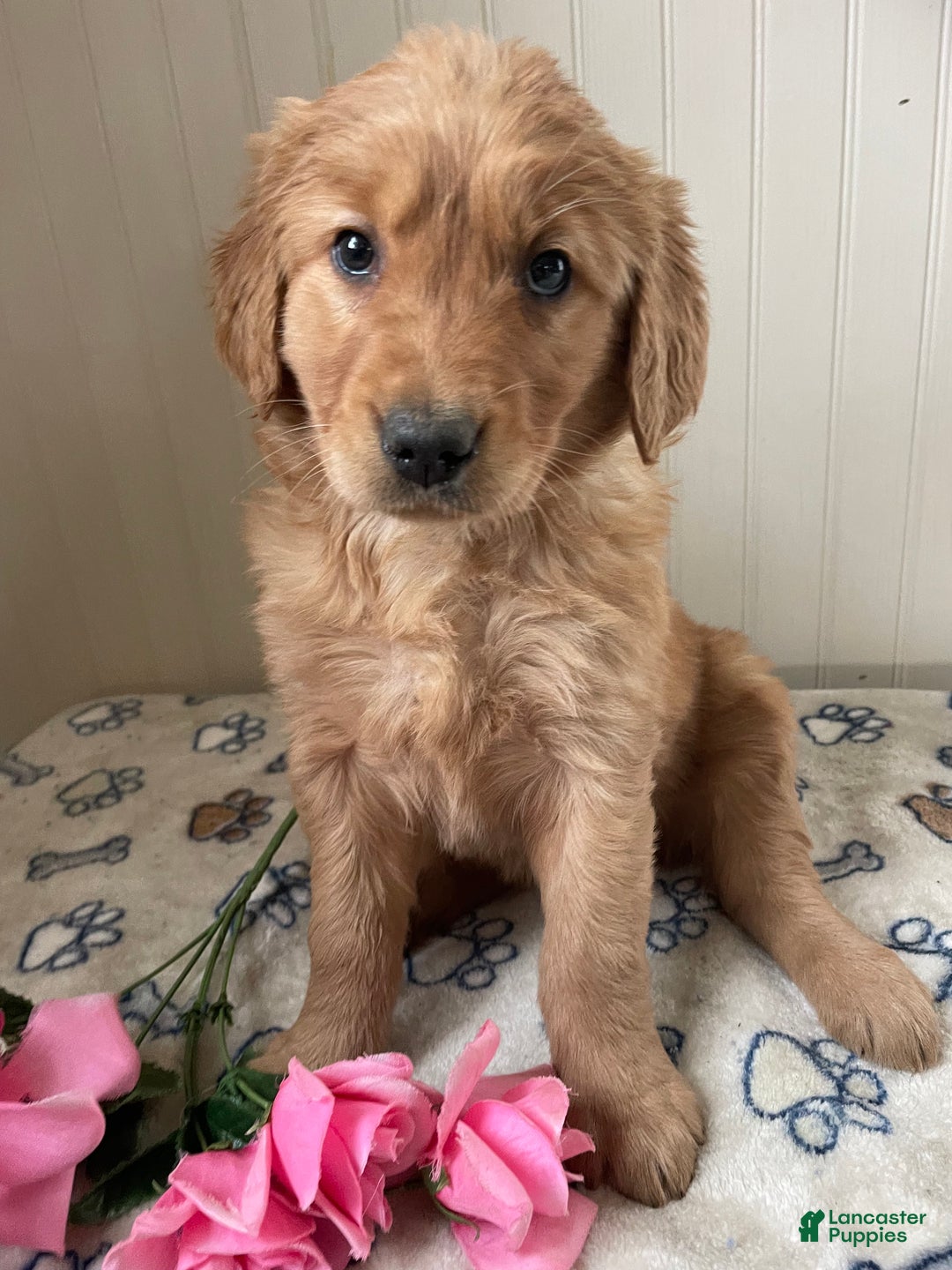 Golden Retriever dogs for sale: Sadie - Ad 4