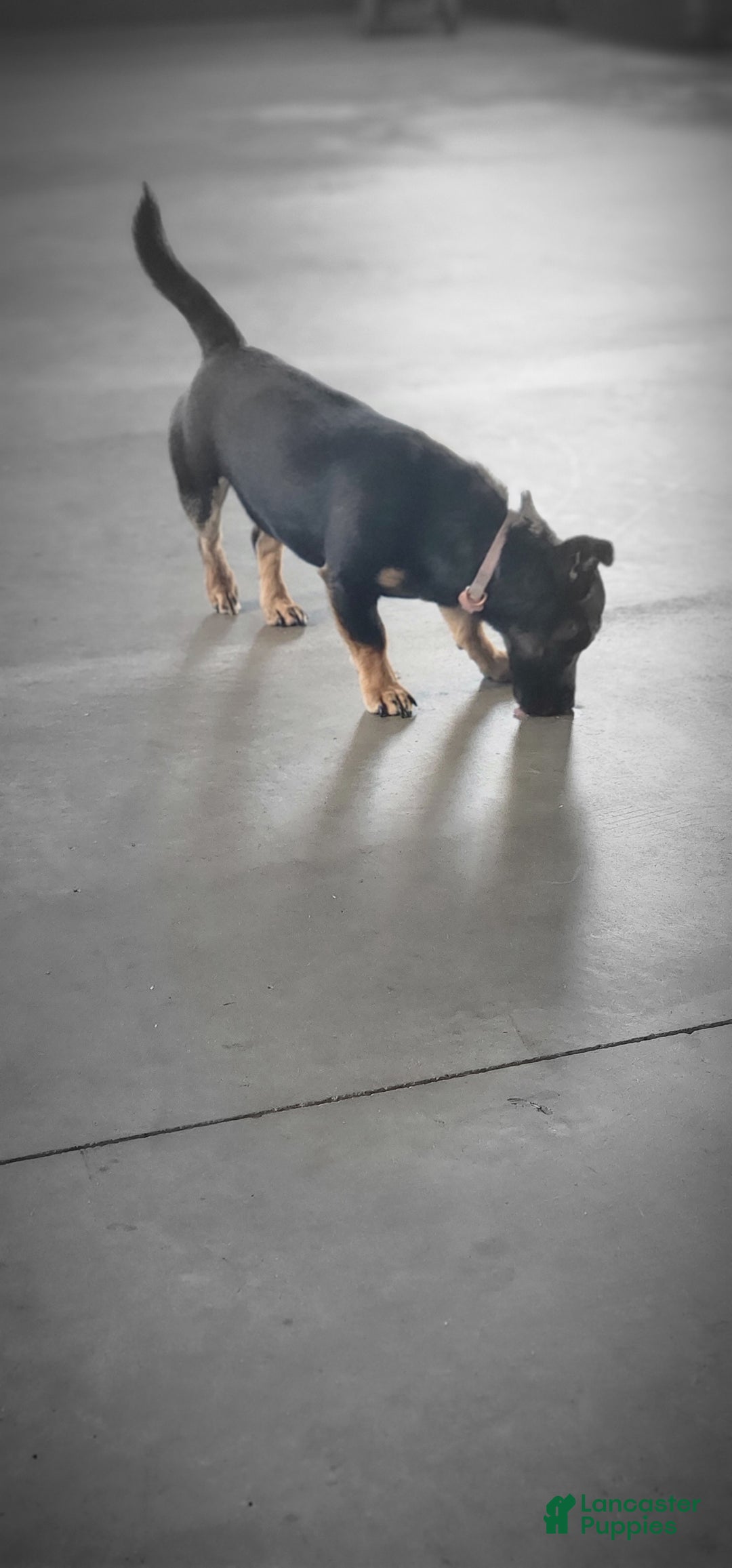 Mixed Breed dogs for sale: Bella - Ad 5