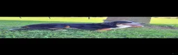 Bernese Mountain Dog dogs for sale: Brandi - Ad 4