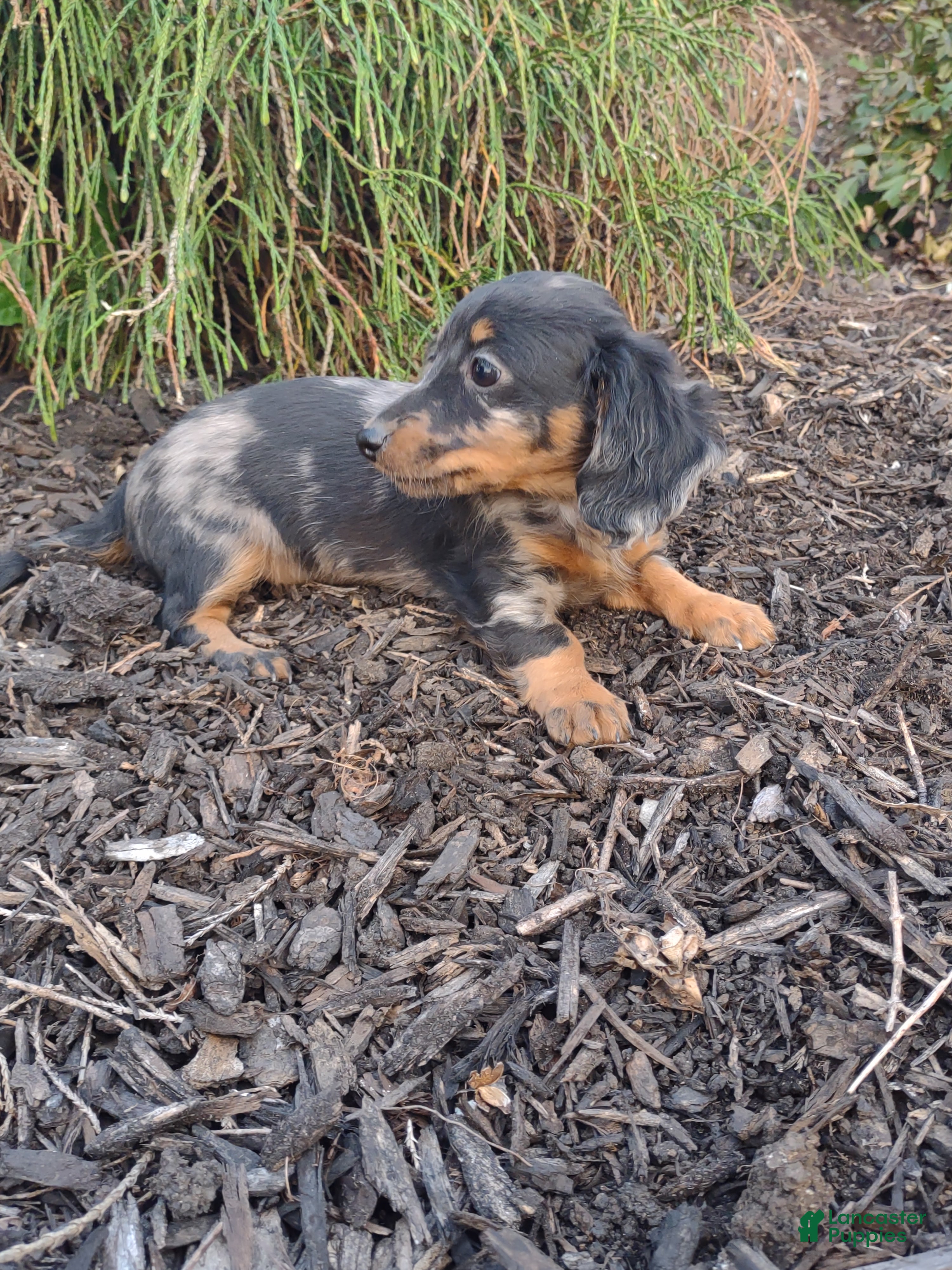 Dachshund dogs Roxy - Ad 6
