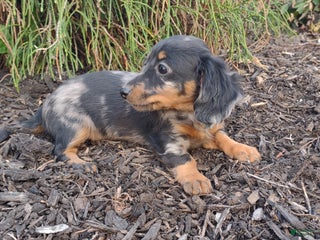 Dachshund dogs Roxy - Ad 14