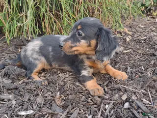 Dachshund dogs Roxy - Ad 9