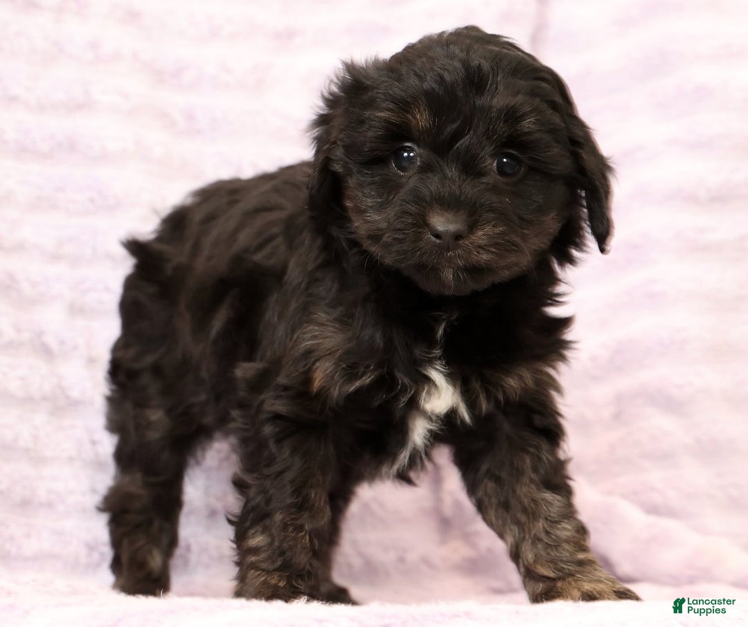 Mini Aussiedoodle dogs for sale: Sally - Ad 8