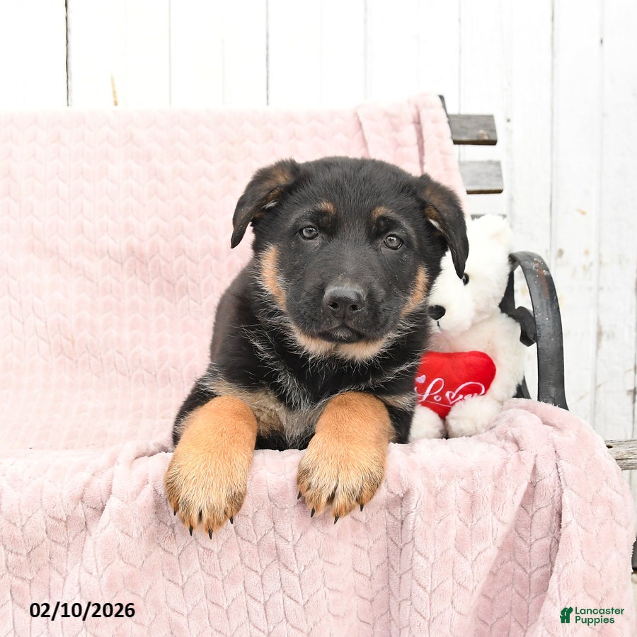 German Shepherd dogs Scout - Ad 2