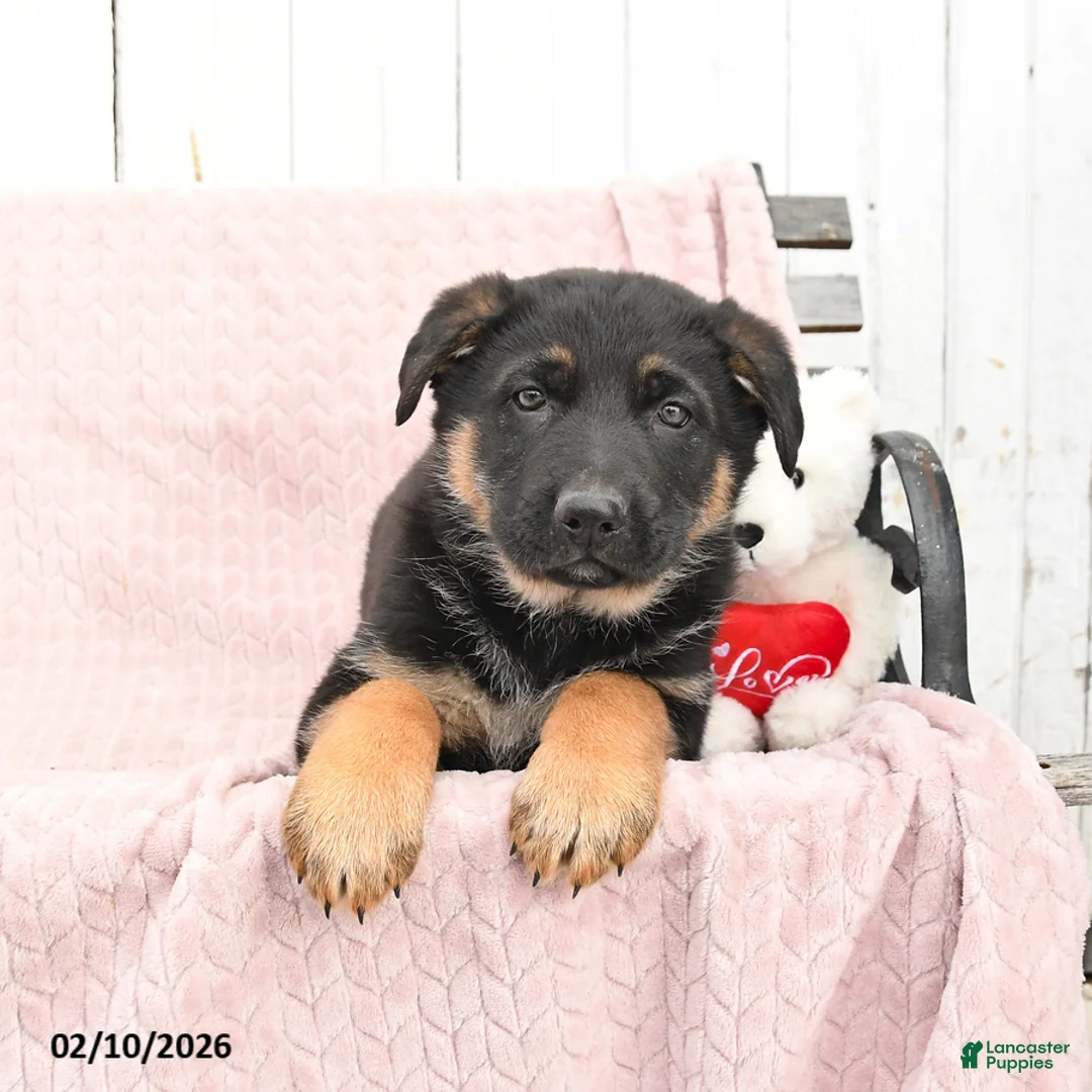 German Shepherd dogs for sale: Scout - Ad 2