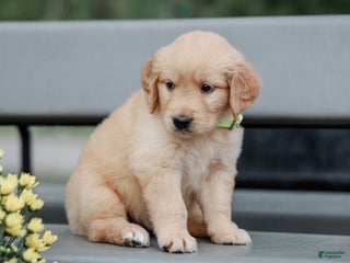Golden Retriever dogs - Ad 3
