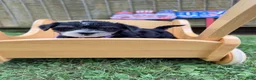 Yorkshire Terrier dogs for sale: Molly  - Ad 7