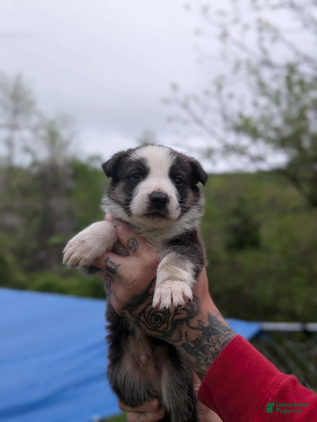 German Shepherd dogs for sale: German Shepherd Puppy 4 - Ad 1