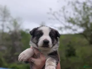 German Shepherd dogs German Shepherd Puppy 4 - Ad 41