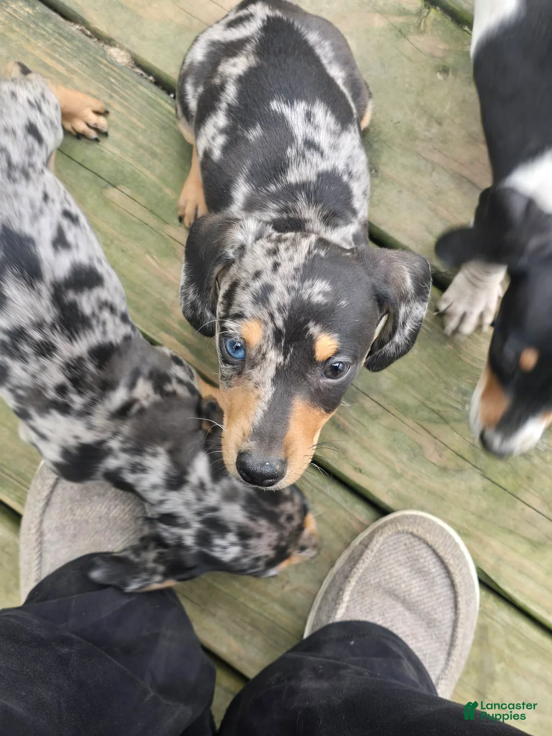 Miniature Dachshund dogs for sale: Walter - Ad 2
