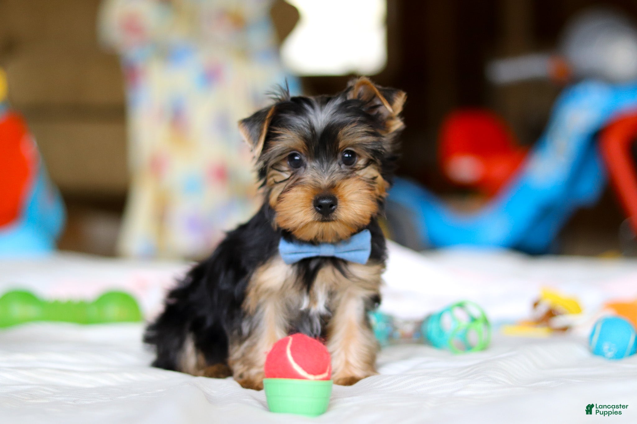 Yorkshire Terrier dogs Maverick - Ad 26