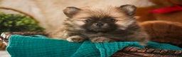 Pomeranian dogs for sale: Bingley - Ad 4