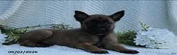 Belgian Malinois dogs for sale: Zara - Ad 4