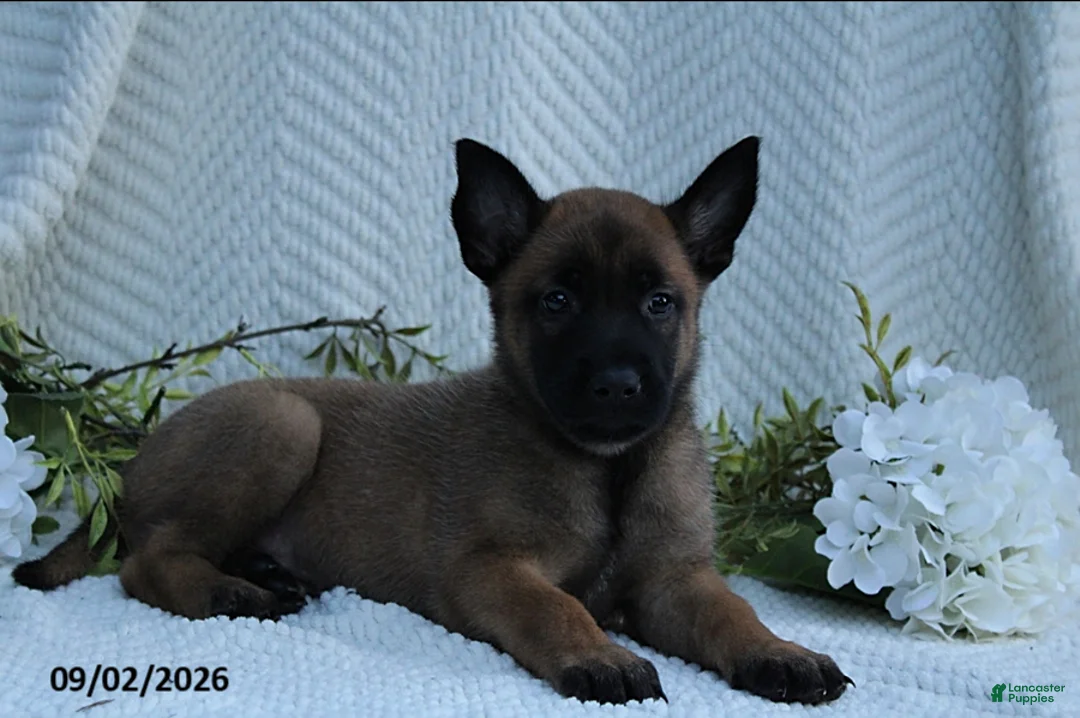 Belgian Malinois dogs for sale: Zara - Ad 4