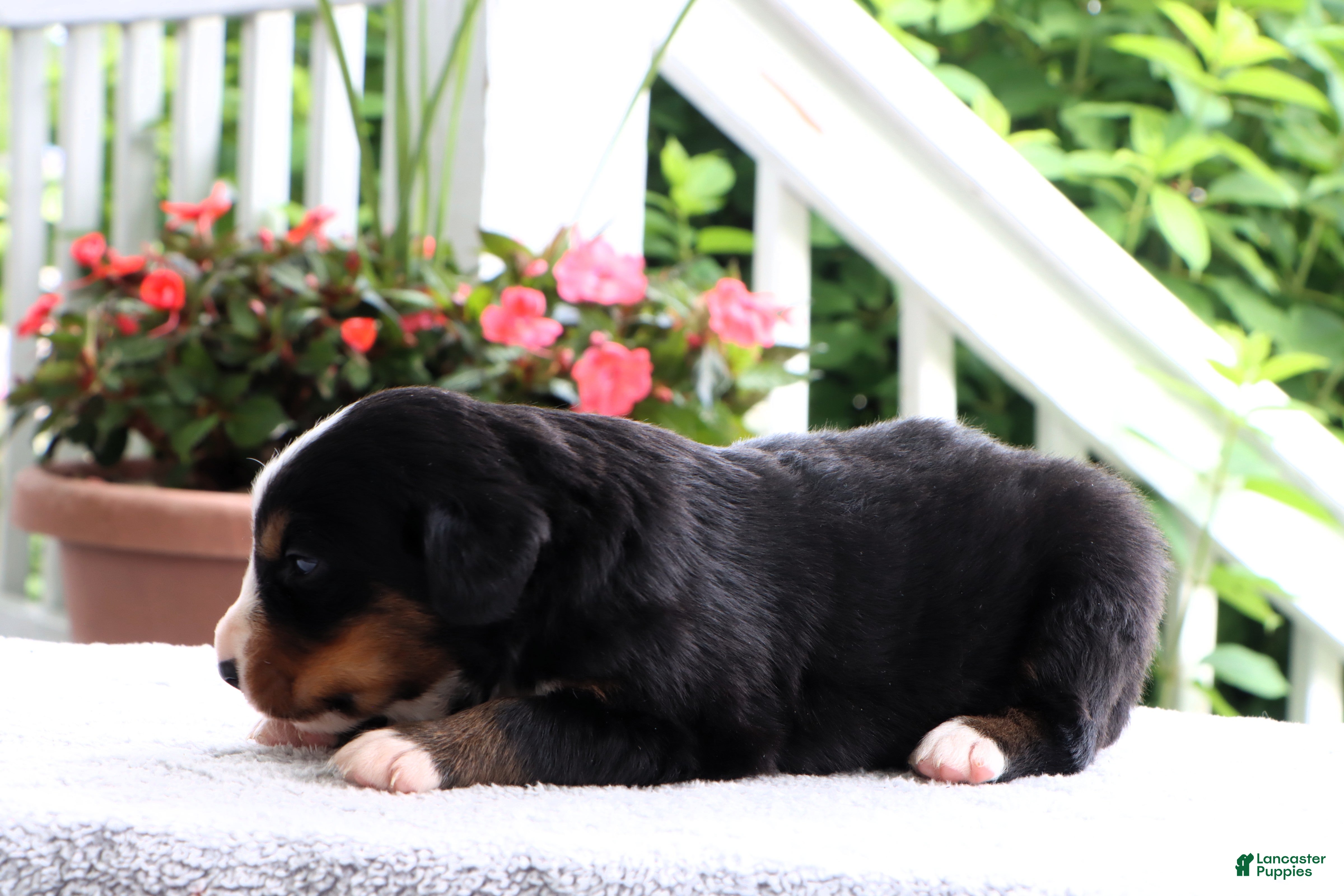 Bernese Mountain Dog dogs Kyra - Ad 2