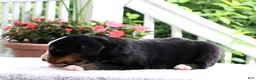 Bernese Mountain Dog dogs for sale: Kyra - Ad 2