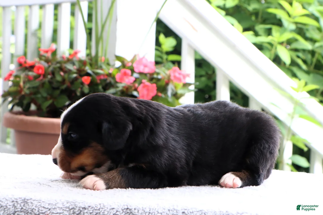 Bernese Mountain Dog dogs for sale: Kyra - Ad 2