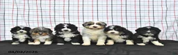 Mini Aussiedoodle dogs for sale: Walker  EXTRA SMALL - Ad 5