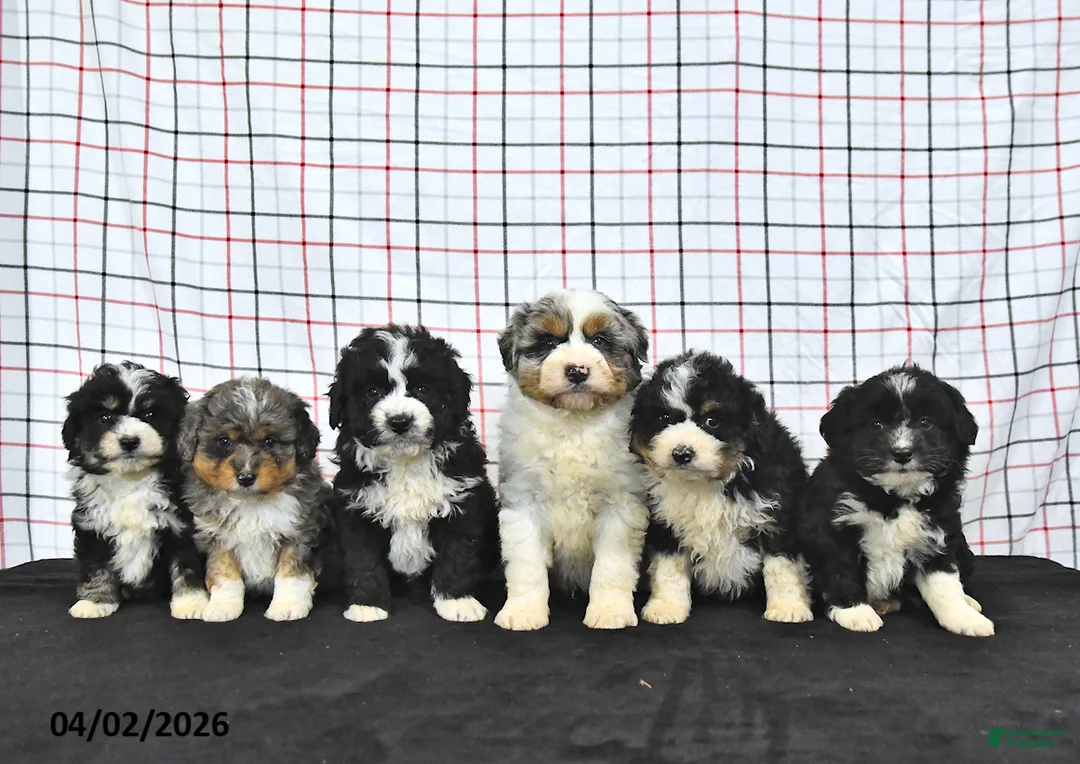 Mini Aussiedoodle dogs for sale: Walker  EXTRA SMALL - Ad 5