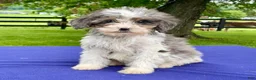 Bernedoodle dogs for sale: Nova - Ad 2