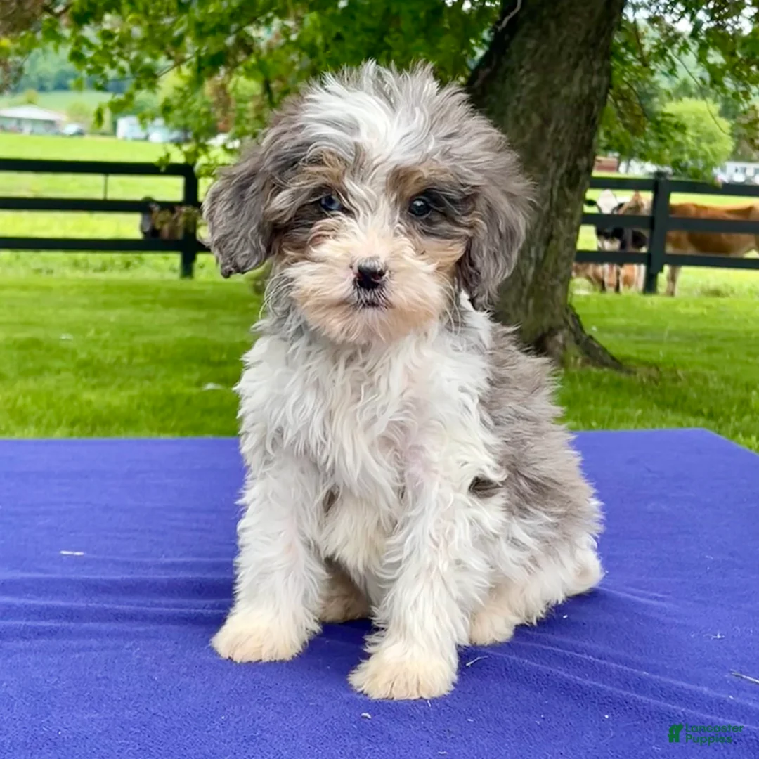 Bernedoodle dogs for sale: Nova - Ad 2