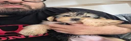 Yorkshire Terrier dogs for sale: Duchess - Ad 6