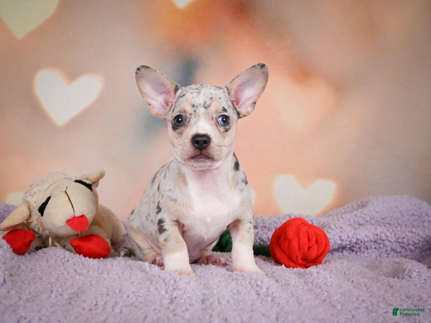 Chihuahua dogs JEREMY - Ad 2