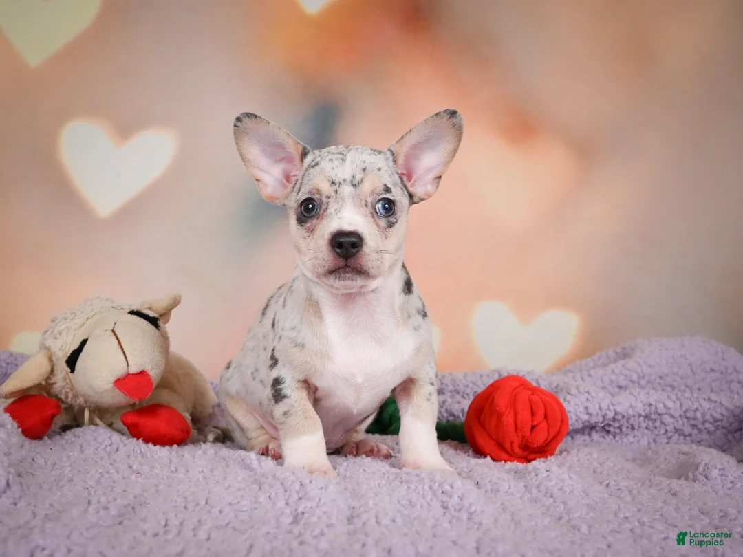 Chihuahua dogs for sale: JEREMY - Ad 2