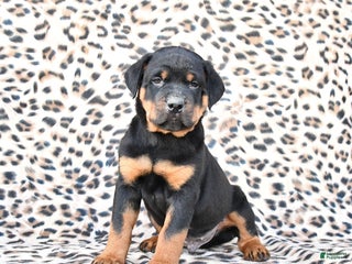 Rottweiler dogs - Ad 39