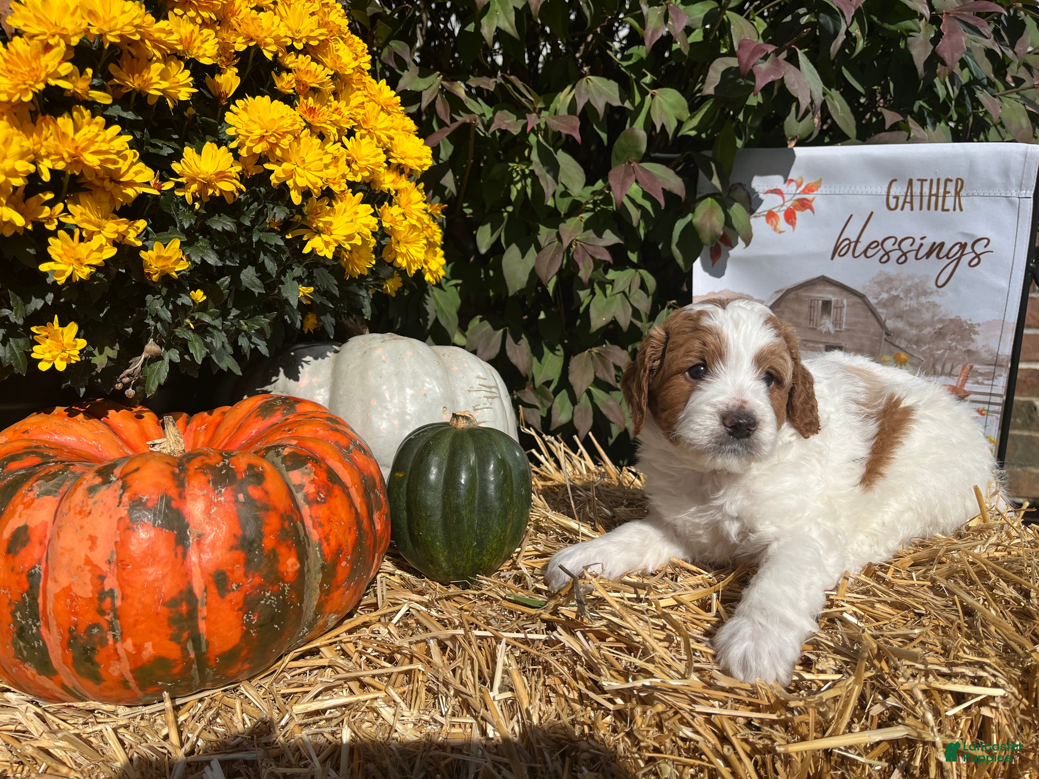 Mini Bernedoodle dogs Caramel - Ad 12