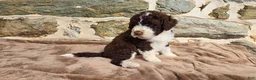 Portuguese Water Dog dogs for sale: Elizabeth - Ad 11
