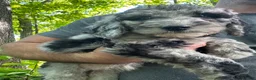 Mixed Breed dogs for sale: Rose  - Ad 6