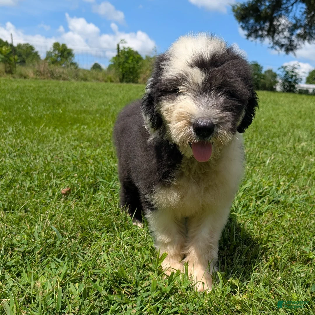 Old English Sheepdog dogs for sale: Flurry - Ad 16
