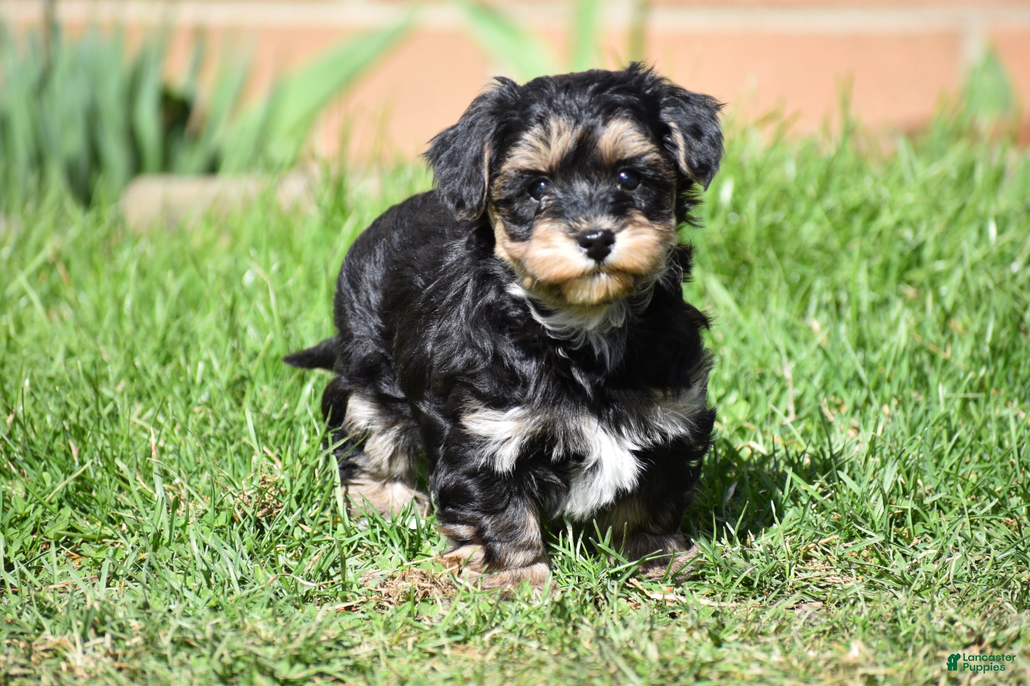 Mixed Breed dogs Trooper - Ad 1