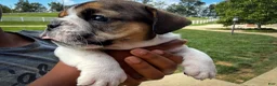 English Bulldog dogs for sale: Winston - Ad 3